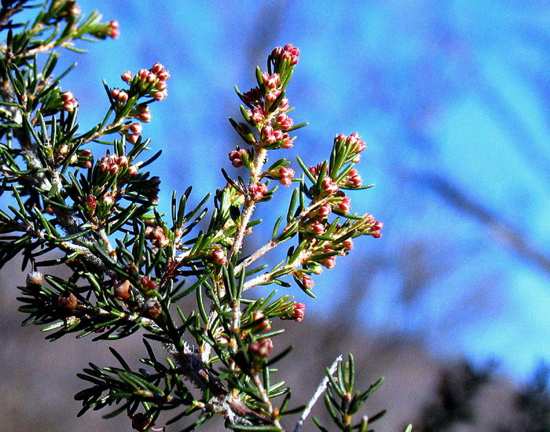 Erica arborea L.